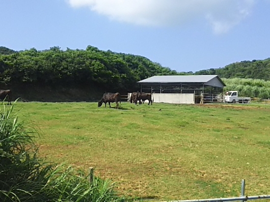 牧草を頬張る牛さん